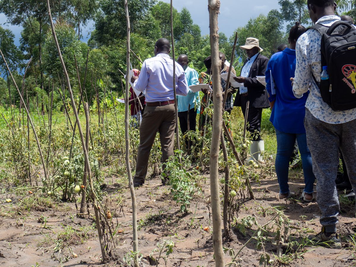 Examining crops during field visit